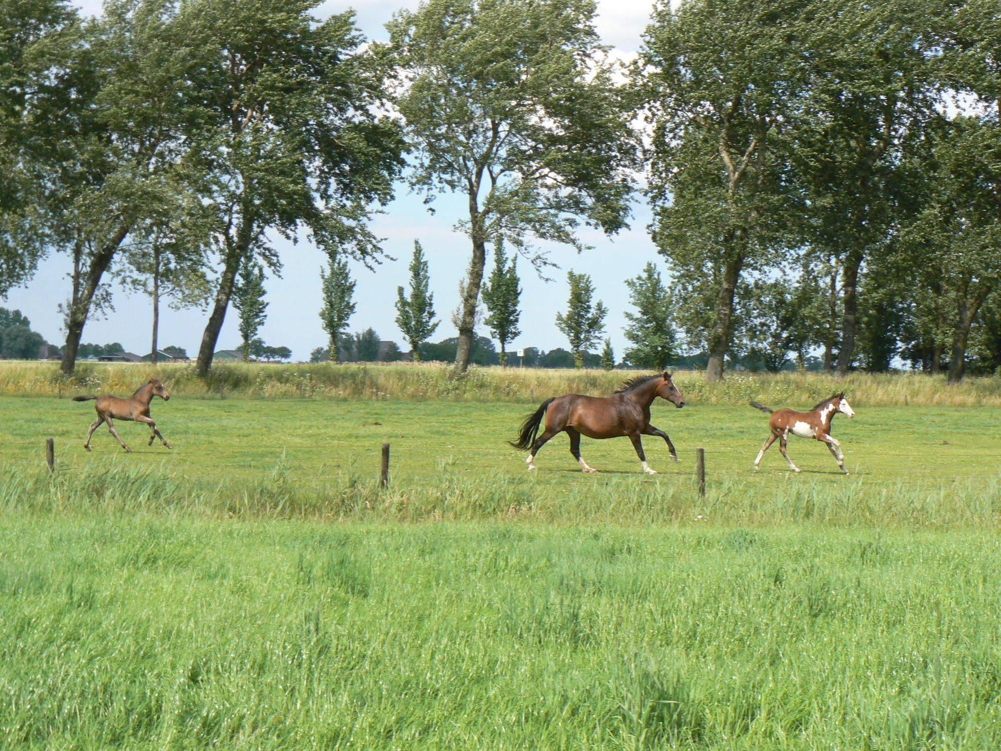 Groningen Buiten B&B Zuidhorn エクステリア 写真