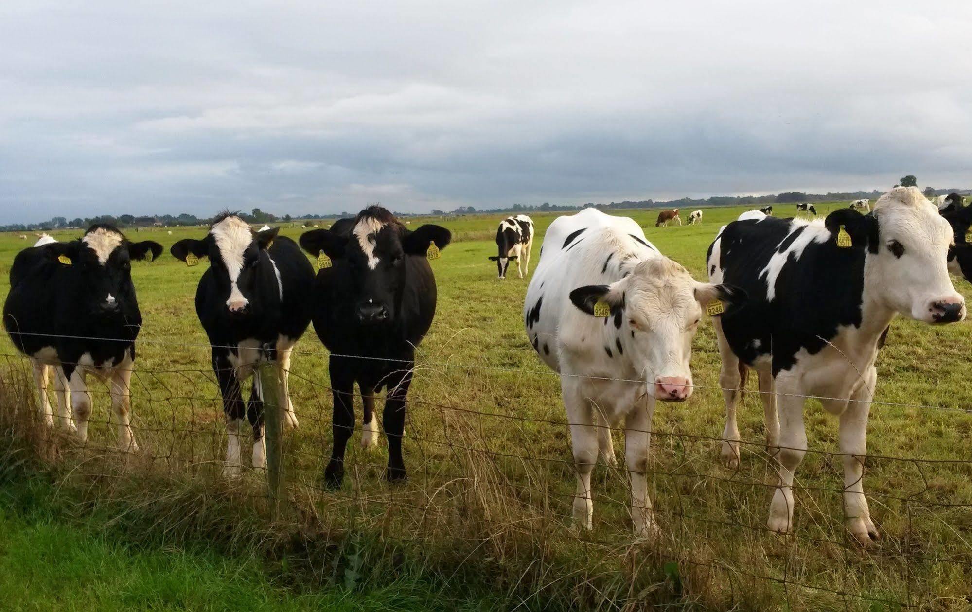 Groningen Buiten B&B Zuidhorn エクステリア 写真